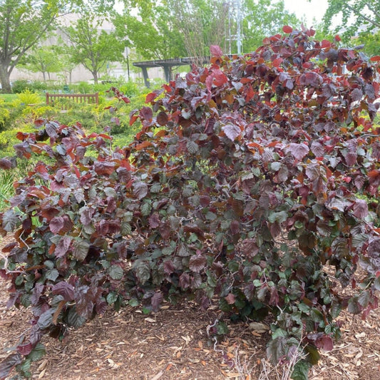 Red Dragon' Harry Lauder'S Walking Stick – ornamental plant