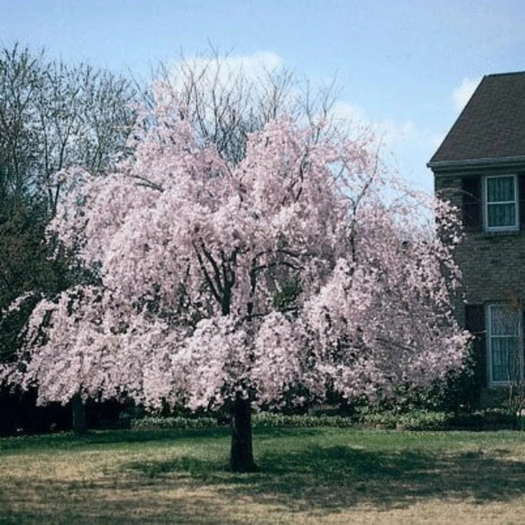 Weeping Higan Cherry tree with pink spring blossoms in full bloom