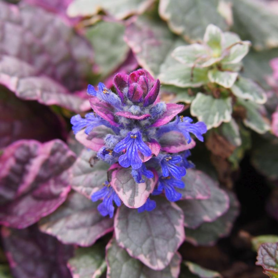 Ajuga Burgundy Glow flowering groundcover