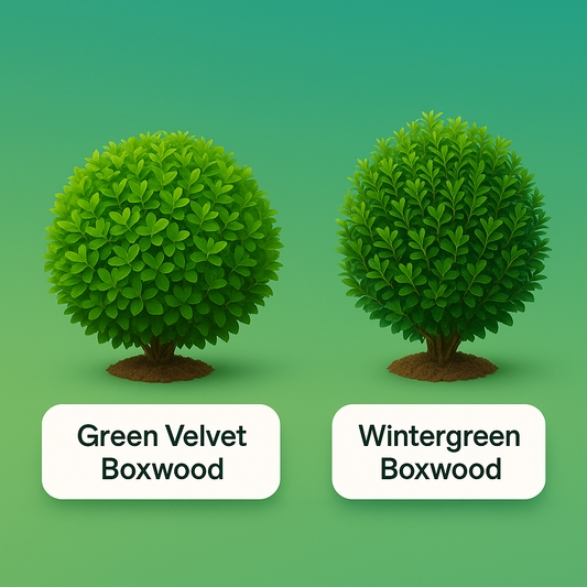 Black Friday 2 Plant Combo - Green Velvet Boxwood & Winter Green Boxwood