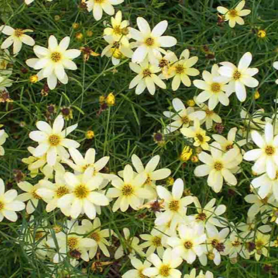Coreopsis Verticillata 'Moonbeam' Threadleaf Tickseed