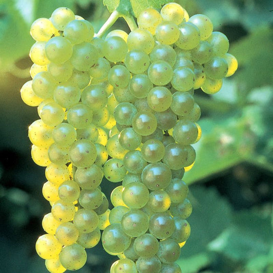 Lakemont grape vine with green seedless grapes
