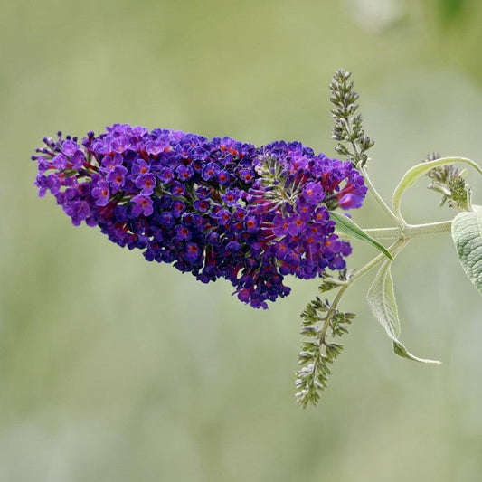 True Blue Beauty butterfly bush blooming in summer garden