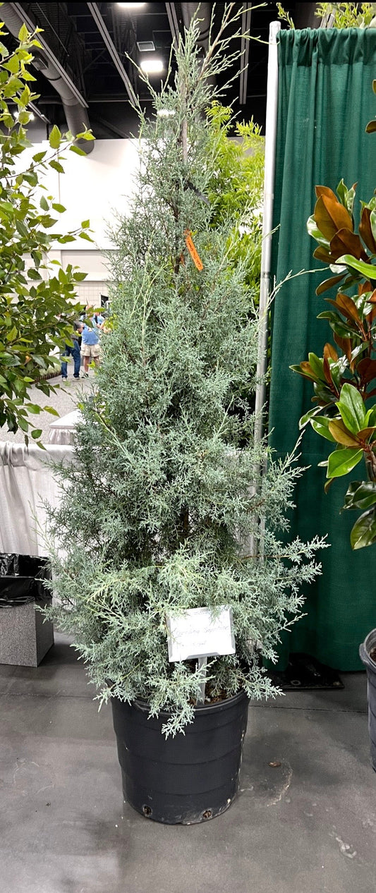 Carolina Sapphire evergreen shrub with blue-green feathery foliage in garden landscape