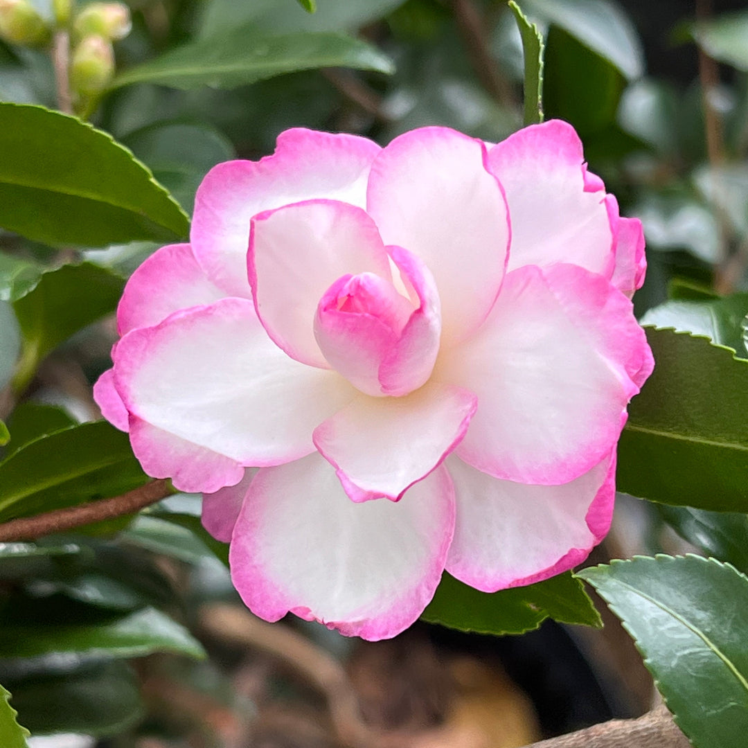 Bob's Supreme Camellia