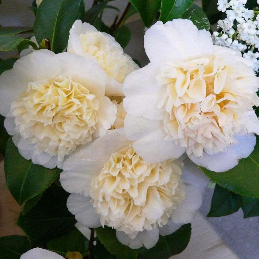 Camellia Jury's Yellow Camellia Flower Plant | Vibrant Camellia Jury's Yellow blooms, exotic addition to gardens, boasting radiant yellow flowers, enhancing landscapes with their striking beauty.