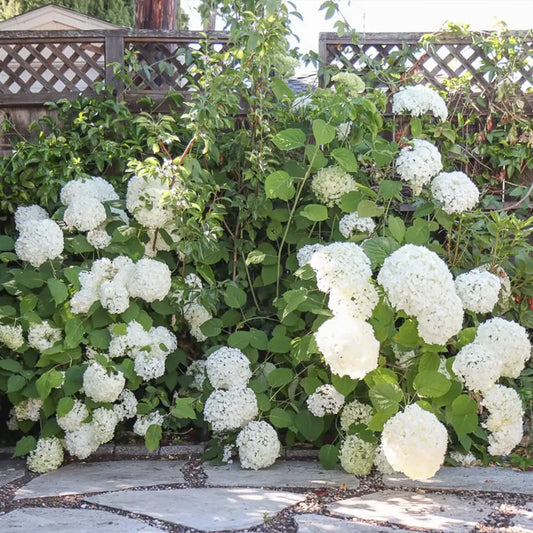 Little Lime Punch Hydrangea plant in garden showing multicolored summer blooms