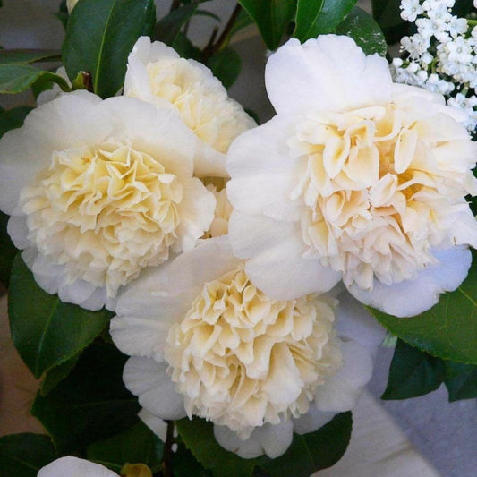 Jury’s Yellow Camellia Blossom with Layered Petals
