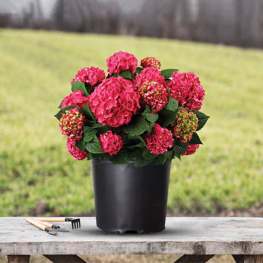 Endless Summer Crush Hydrangea compact garden shrub