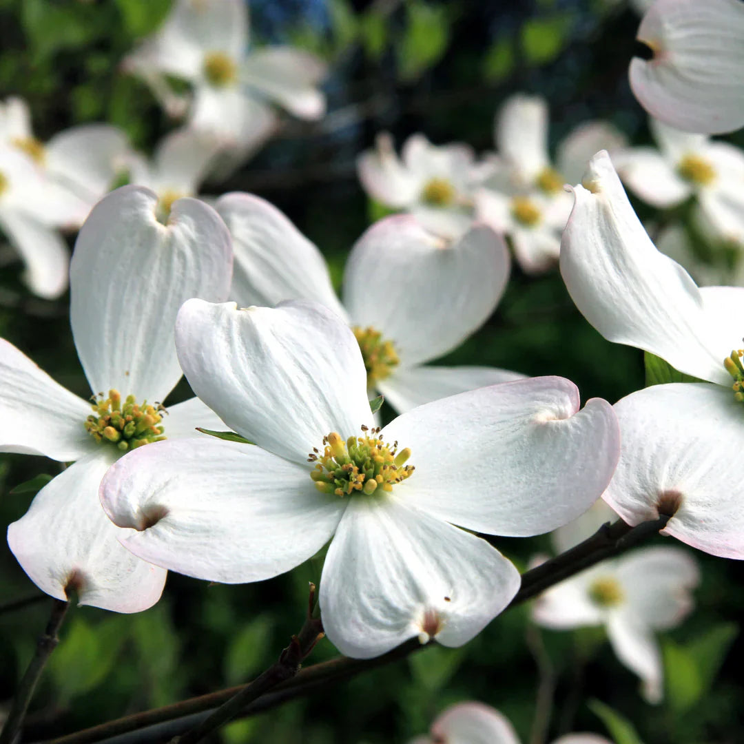 Super Princess Dogwood flowers close-up view