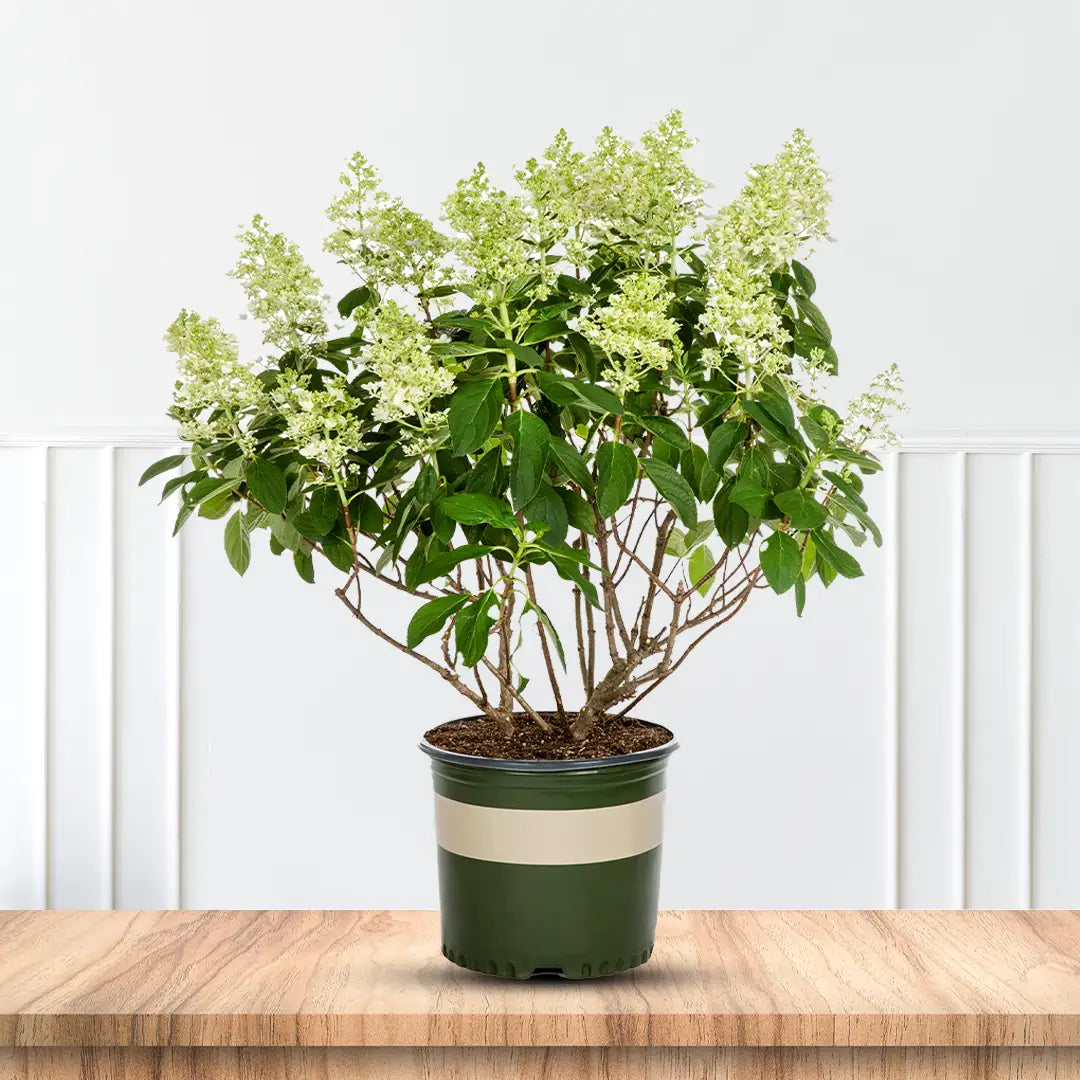 Tardiva Hydrangea Plant for Borders and Privacy Hedges
