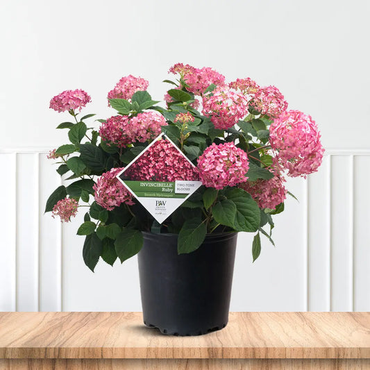 Potted Hydrangea Invincibelle Ruby plant ready for sale at Pixies Gardens online nursery