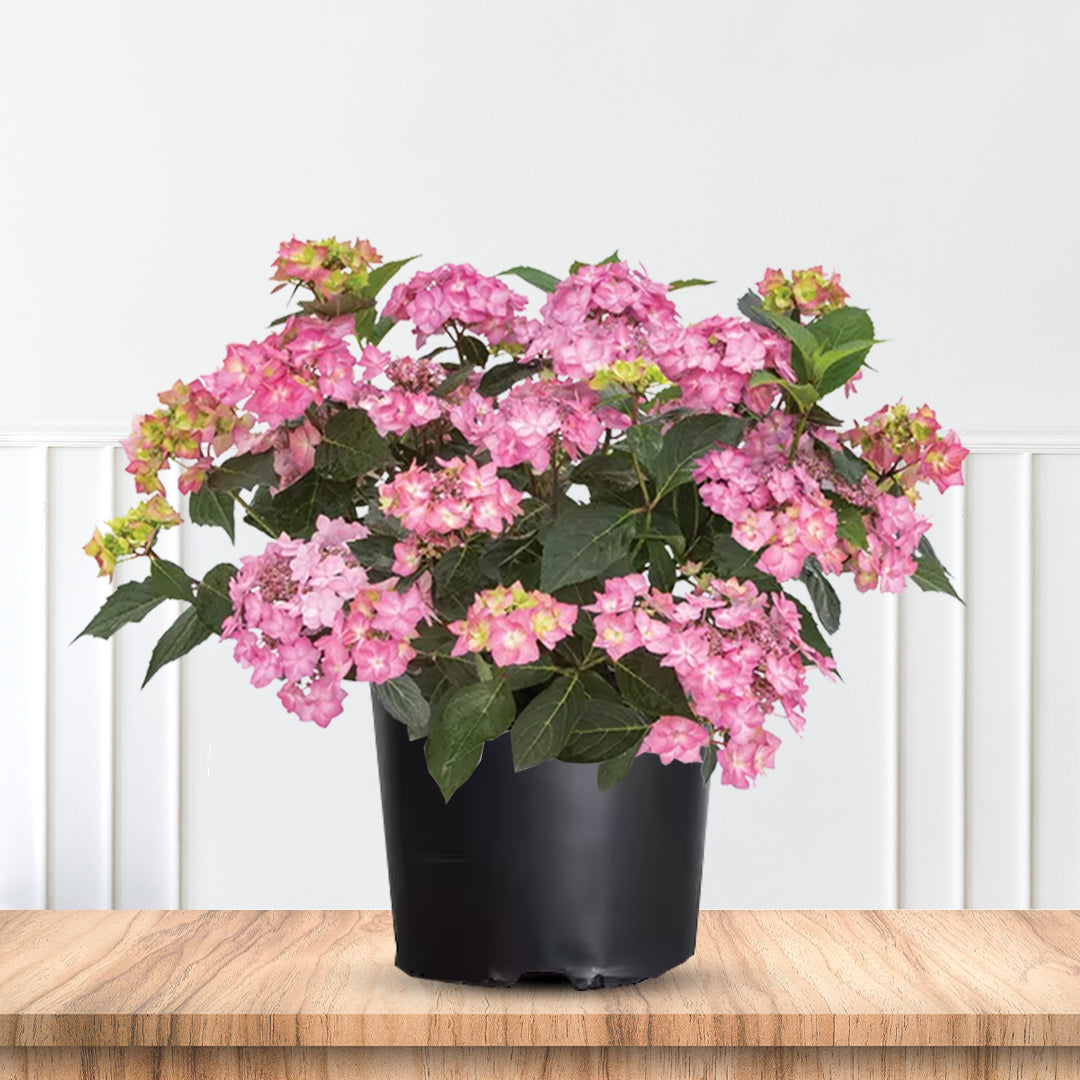 Healthy potted Let’s Dance CanCan Hydrangea ready for sale at Pixies Gardens