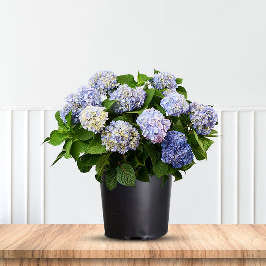 Endless Summer Hydrangea – Original Reblooming Hydrangea | Zones 4–9 live plant for landscaping and home gardens