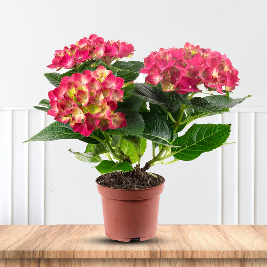 Eye-catching Summer Crush Hydrangea for garden landscapes