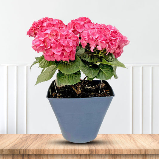 Backyard centerpiece shrub Hydrangea Macrophylla Masja
