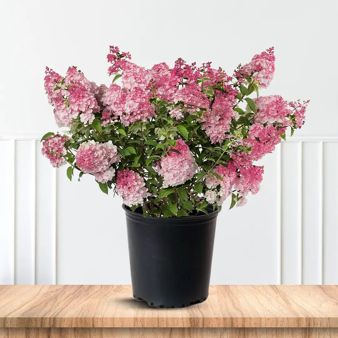 Vanilla Strawberry Hydrangea for Sale Summer Flowering Shrub