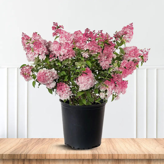 Vanilla Strawberry Hydrangea with Pink and White Panicle Blooms