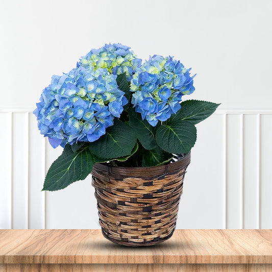 Summer Times Blue Hydrangea planted in a vibrant garden bed