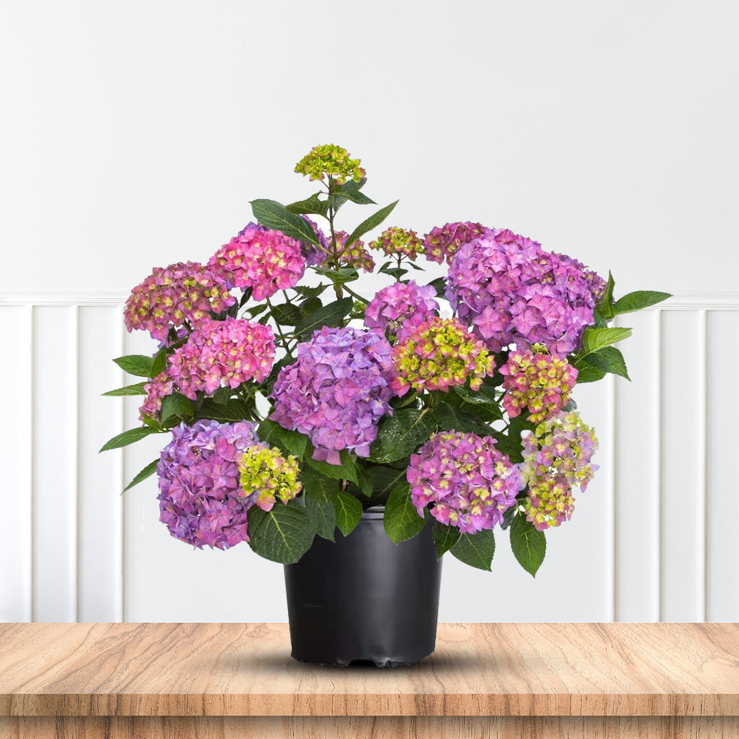 Let's Dance Arriba Hydrangea Shrub for Sale Bright Blooms