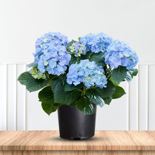 Hydrangea Macrophylla Dooley in 3-gallon nursery pot
