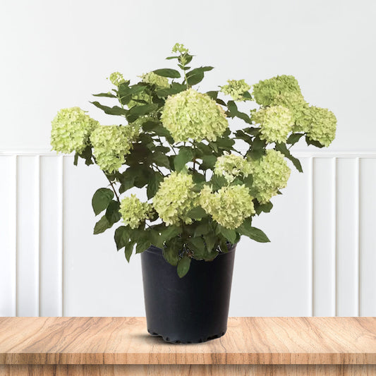 Limelight Hydrangea Bush with Tall Lime-Green Panicle Blooms