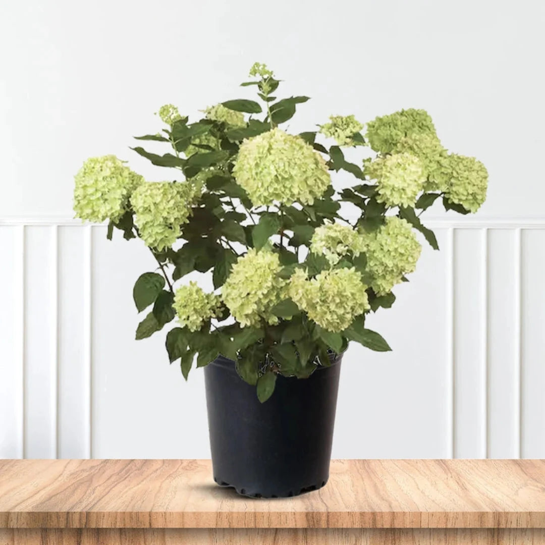 Limelight Hydrangea in Full Bloom Perfect for Garden Beds