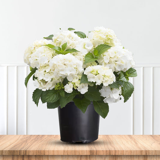 Hydrangea Macrophylla Madame Emile Mouillere bright garden shrub