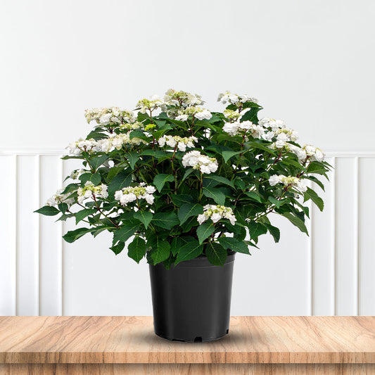 White blossom close view of Hydrangea Wedding Gown