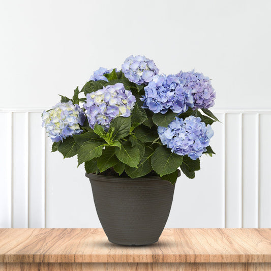 Hydrangea All Summer Beauty colorful summer shrub
