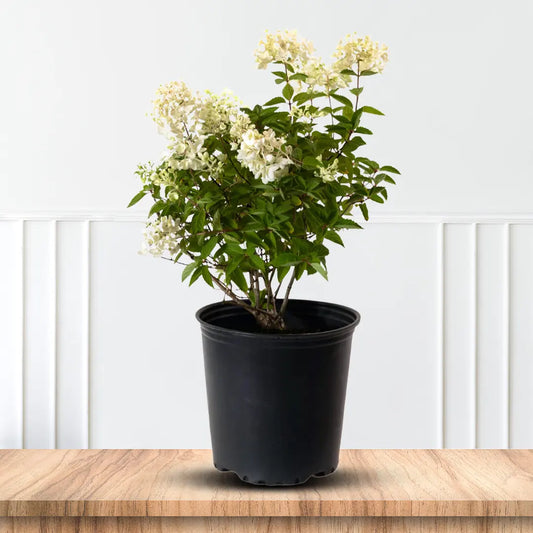 Sweet Summer Hydrangea Shrub for Sale Fragrant White Flowers