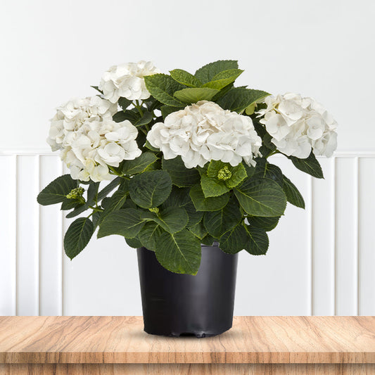 Vibrant flowering shrub Sister Theresa Hydrangea