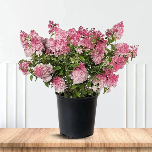 Vanilla Strawberry Hydrangea with Pink and White Panicle Blooms