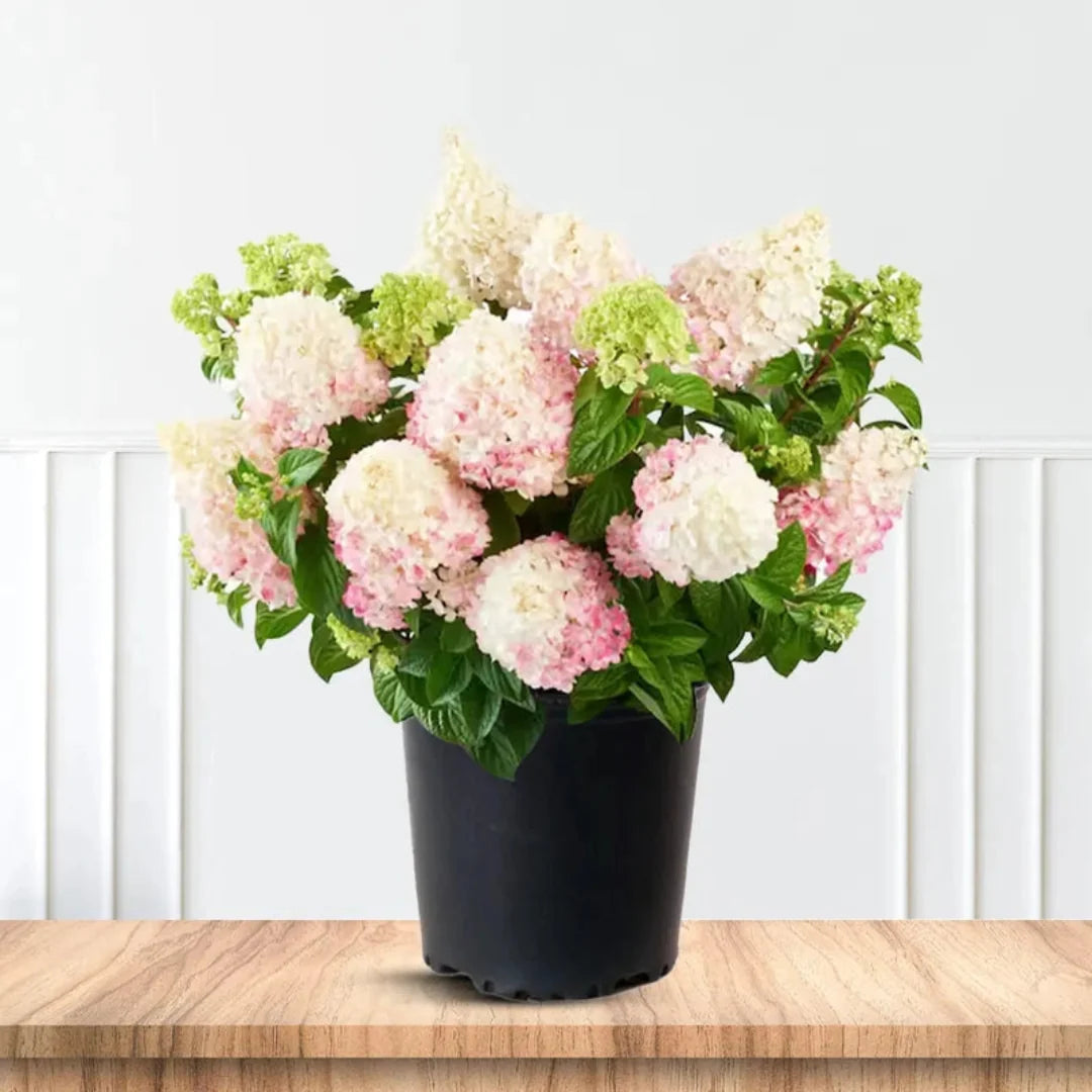 Strawberry Sundae Hydrangea Shrub Showing Red-Tinged Blooms