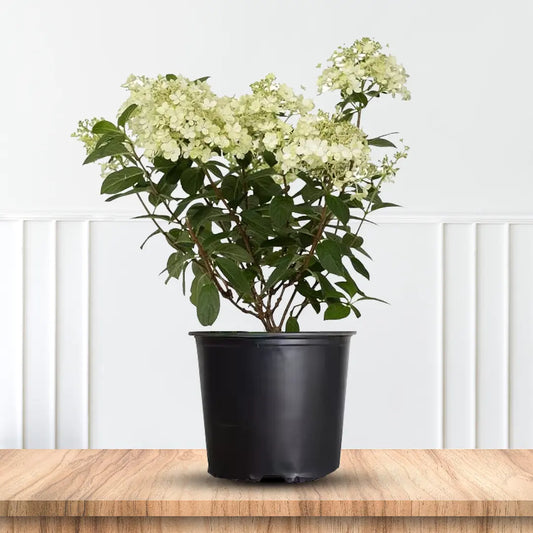 Pink Diamond Hydrangea Bush with Soft Pink-White Blooms