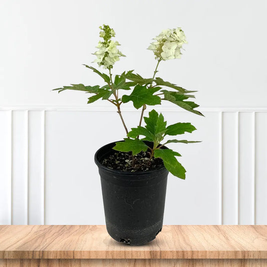 Snowflake Oakleaf Hydrangea plant in full bloom with white flowers