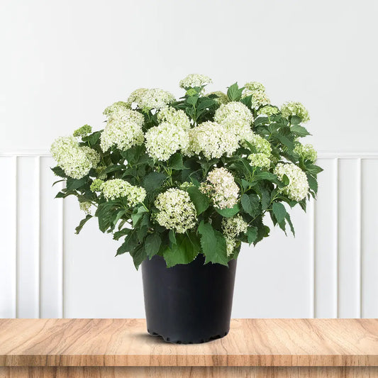 Invincibelle Limetta Hydrangea with Bright Lime Flowers