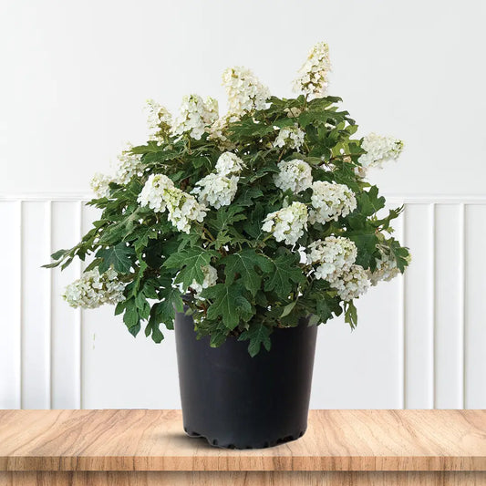 Snow Queen Oakleaf Hydrangea Plant Adding Elegant White Blooms to Gardens