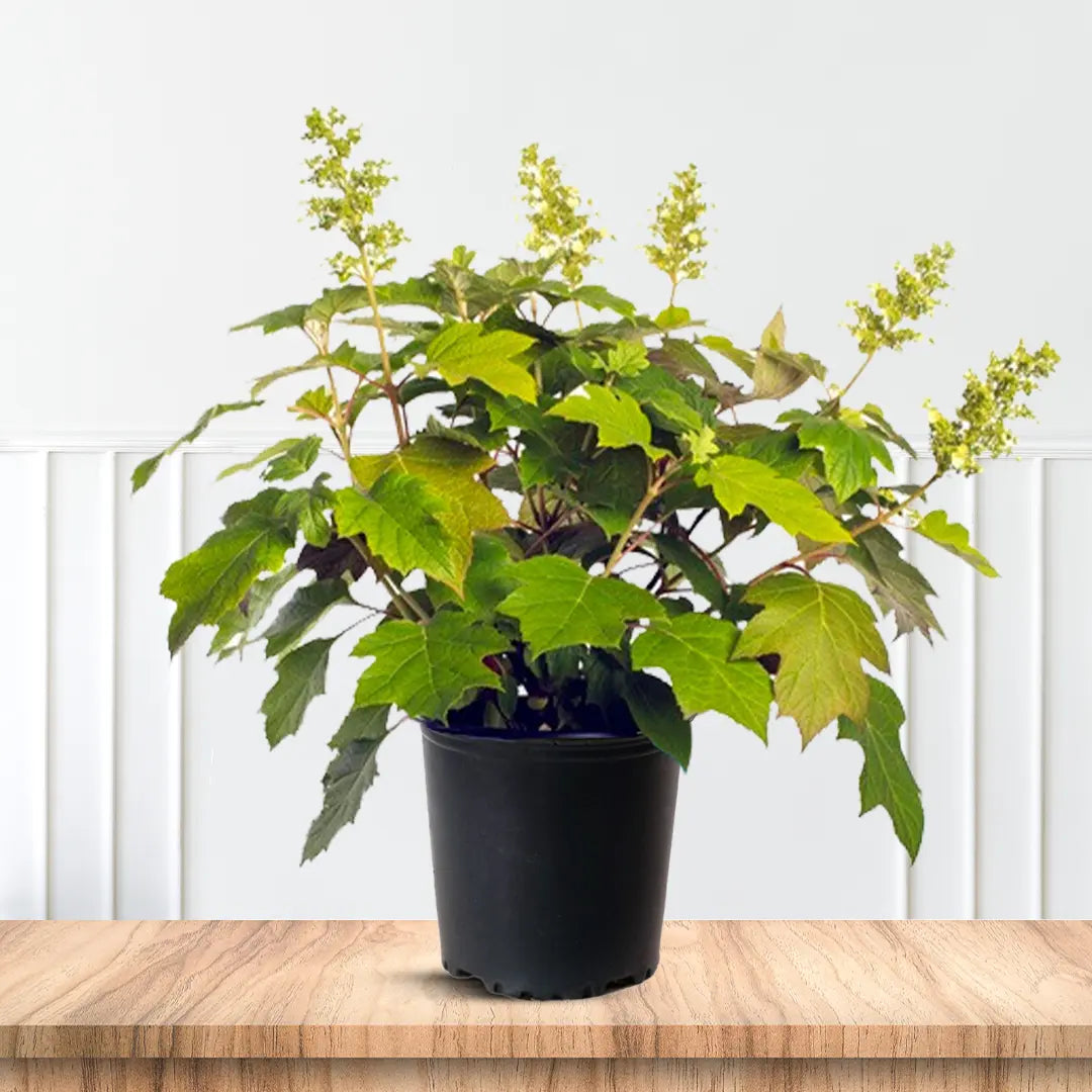 homeandgardensforless.com