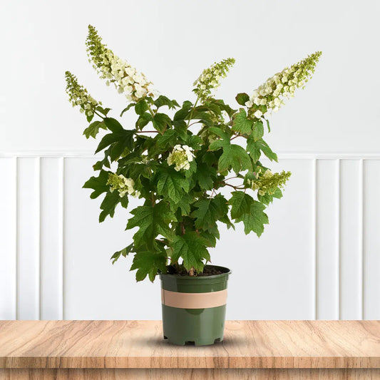 Alice Oakleaf Hydrangea Flower Clusters Adding Summer Color to Landscapes