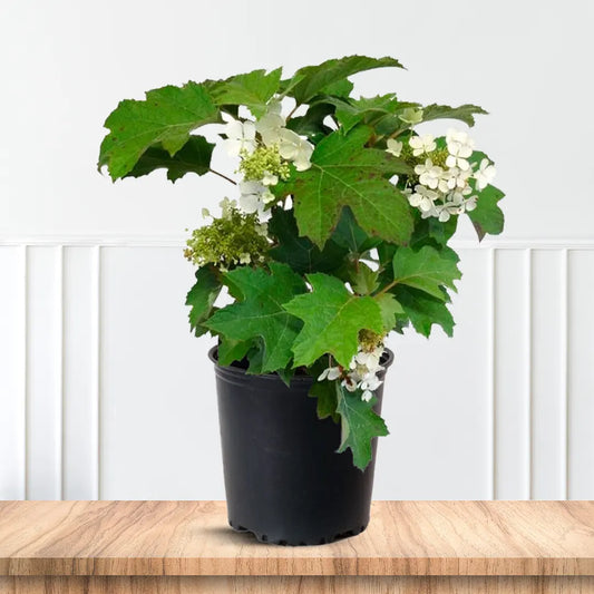 Pee Wee Oakleaf Hydrangea Bush with White Blooms and Fall Red Leaves
