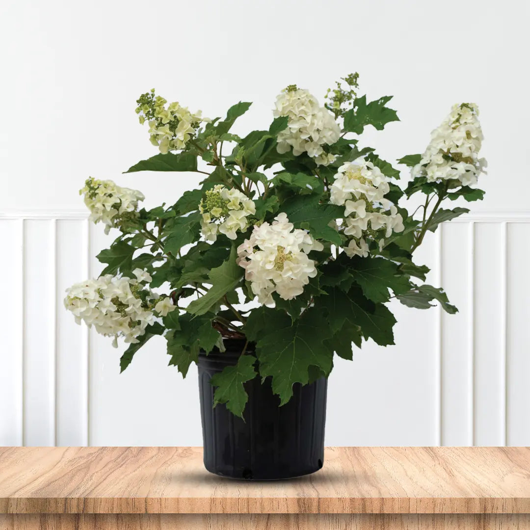 Oakleaf Hydrangea Bush with Large White Flower Clusters and Oak-Shaped Leaves