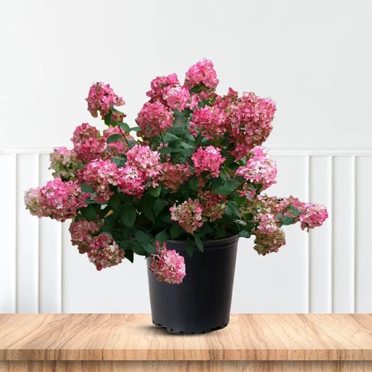 Fire Light Hydrangea Bush in Full Bloom