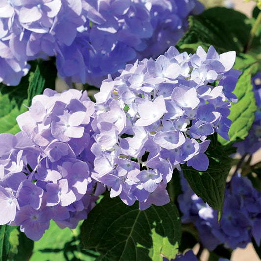 Rock N Roll Hydrangea shrub in full bloom with colorful mophead flowers and green foliage