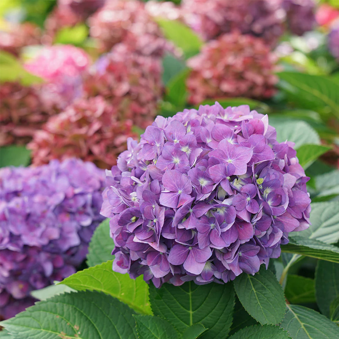 Compact Let's Dance Arriba Hydrangea Bush with Green Foliage
