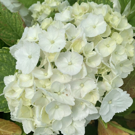 Summer blooms from Hydrangea Macrophylla Madame Emile Mouillere