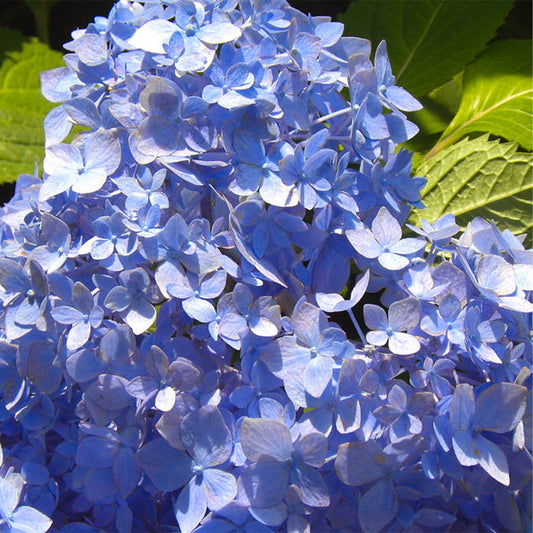 Hydrangea All Summer Beauty with vibrant blue blooms