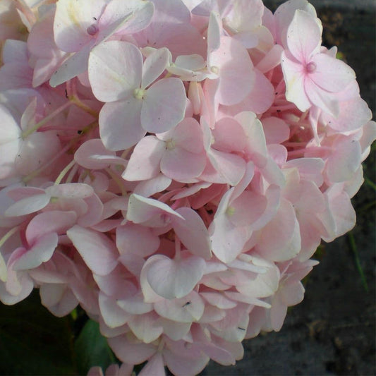 Close-up of Big Daddy Hydrangea blooms showing rich blue petals and green