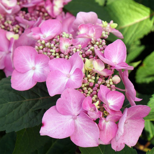 Colorful blooms of Twist N Shout Hydrangea in full bloom