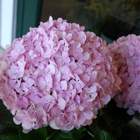 Big Daddy Hydrangea plant with large blue flower clusters at Pixies Gardens